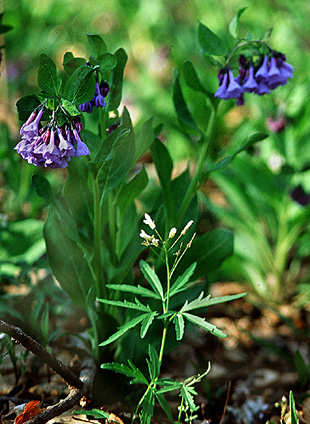 Flowers of a bluebell toothwort plant at Twin Swamps