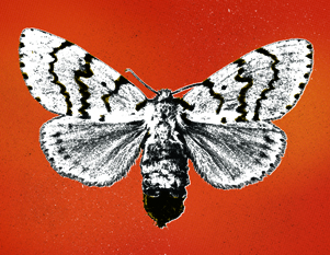 Female gypsy moth
