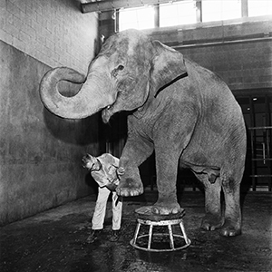 Photo of Bunny the elephant, with hind legs up, one on a stool, the other being steadied by technician who is working on that foot.