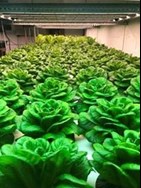 Lettuce Rafts Aquaponics