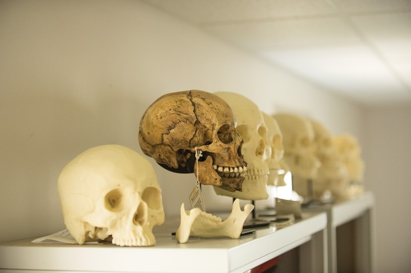 skulls on shelf