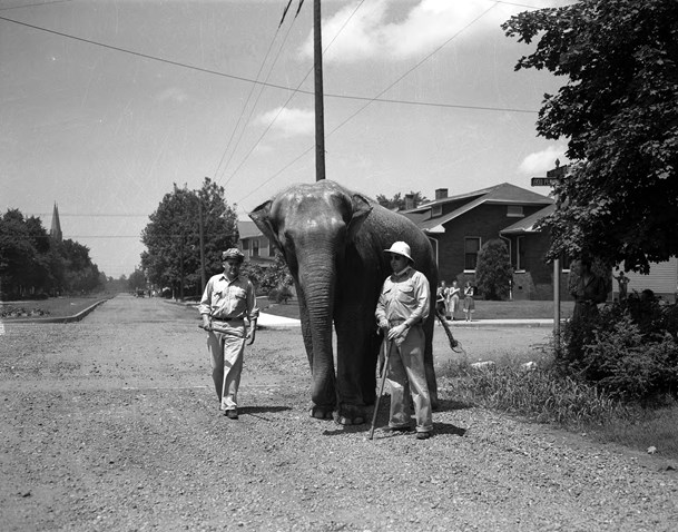 Bunny the elephant standing next to two men in the street