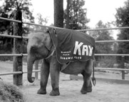 Kay the elephant standing inside a fence