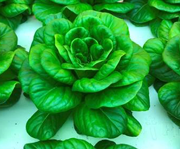Lettuce grown in aquaponics system