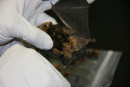 Bats in Dr. Champagne's Lab