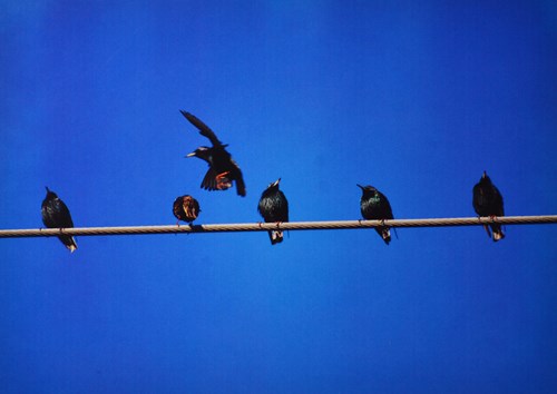 picture of birds on a powerline