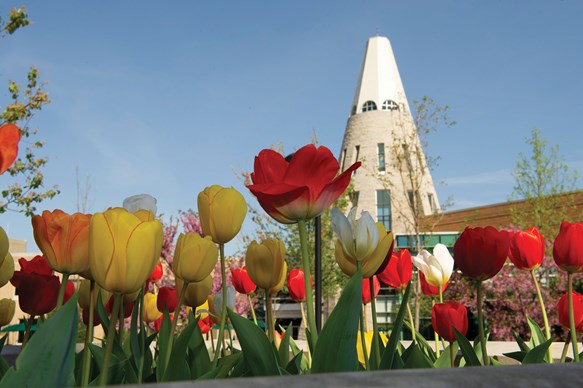 campus in spring tulips