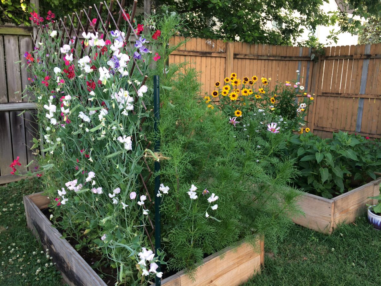 Raised garden beds in a fenced yard