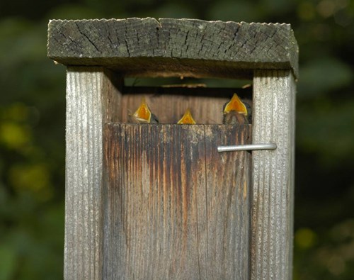 USI Bird Box. Photo by Chuck Price