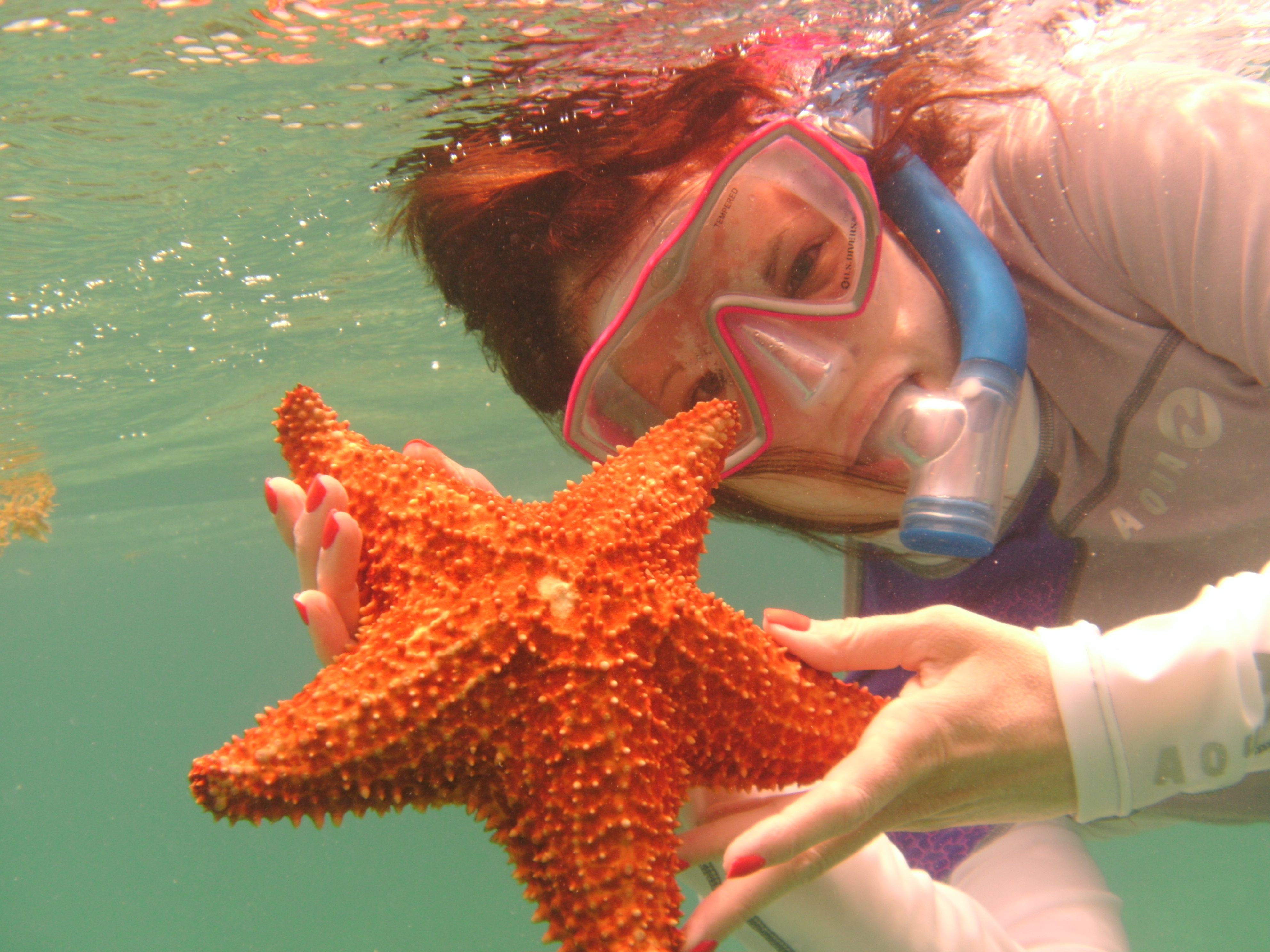 Woman snorkeling and holding an orange starfish.
