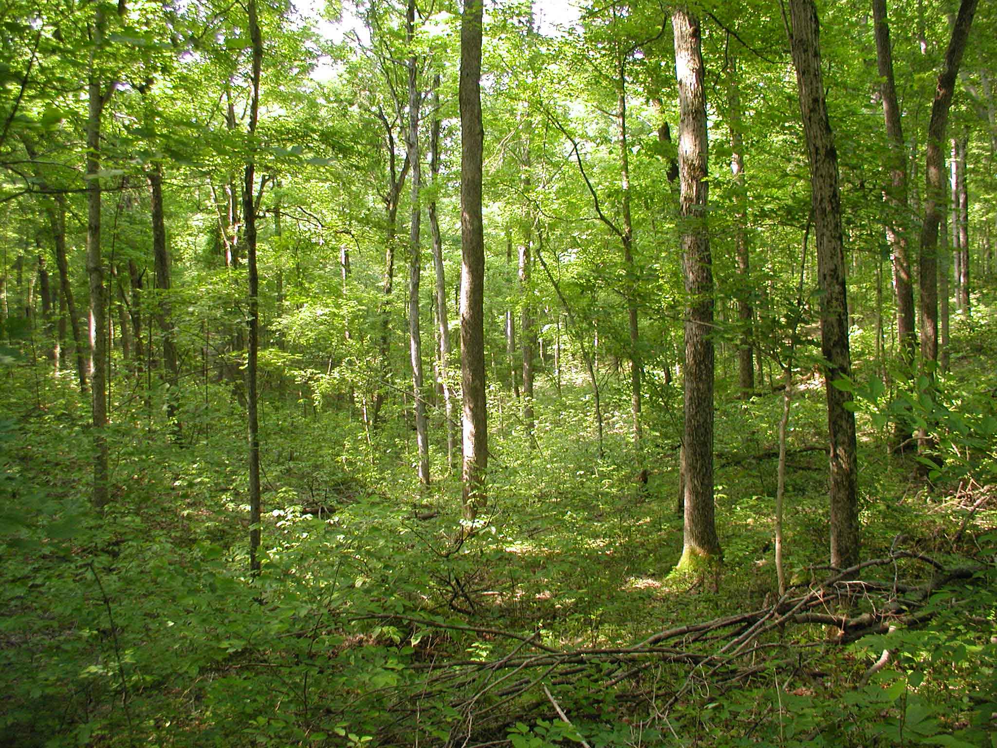 USI Nature Preserve Woods
