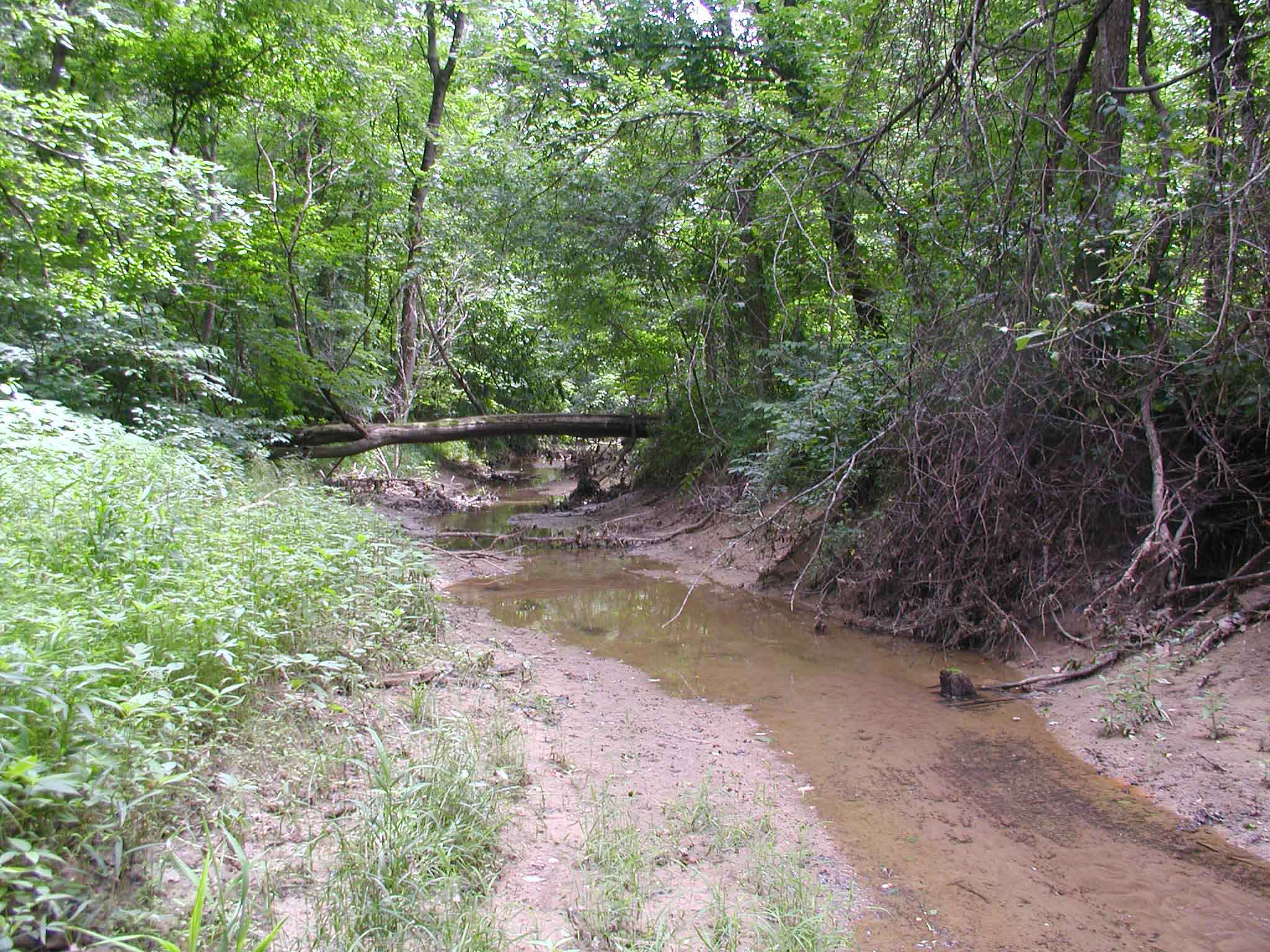 Stream and trees that are part of the USI Nature Preserve