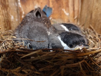 Chickadee and Bluebird chicks raised together. Photo by Jim Bandoli.