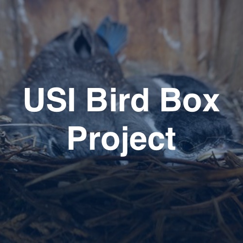 USI Bird Box Project
