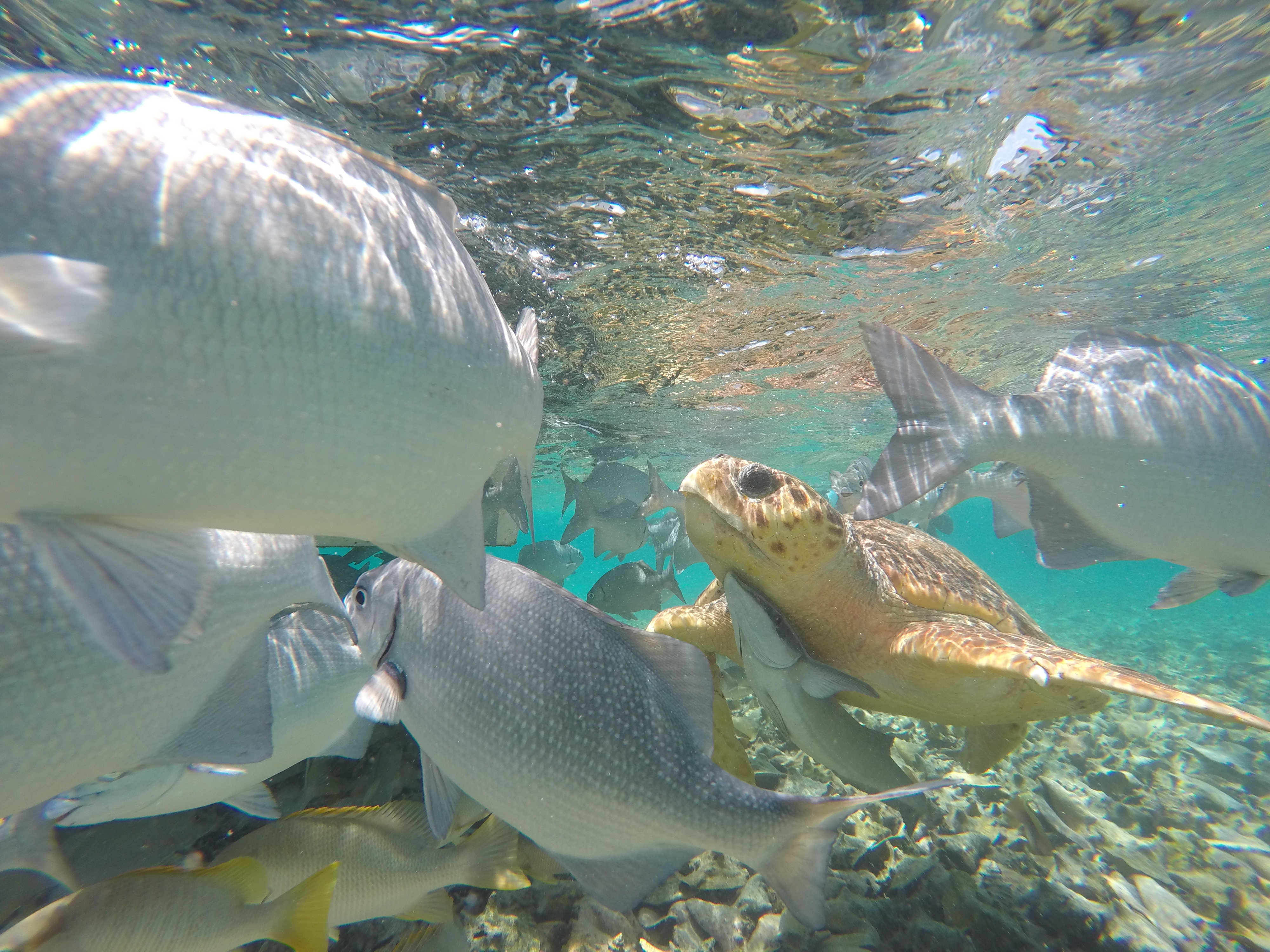 Sea turtles under water