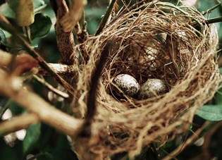 nest with two eggs